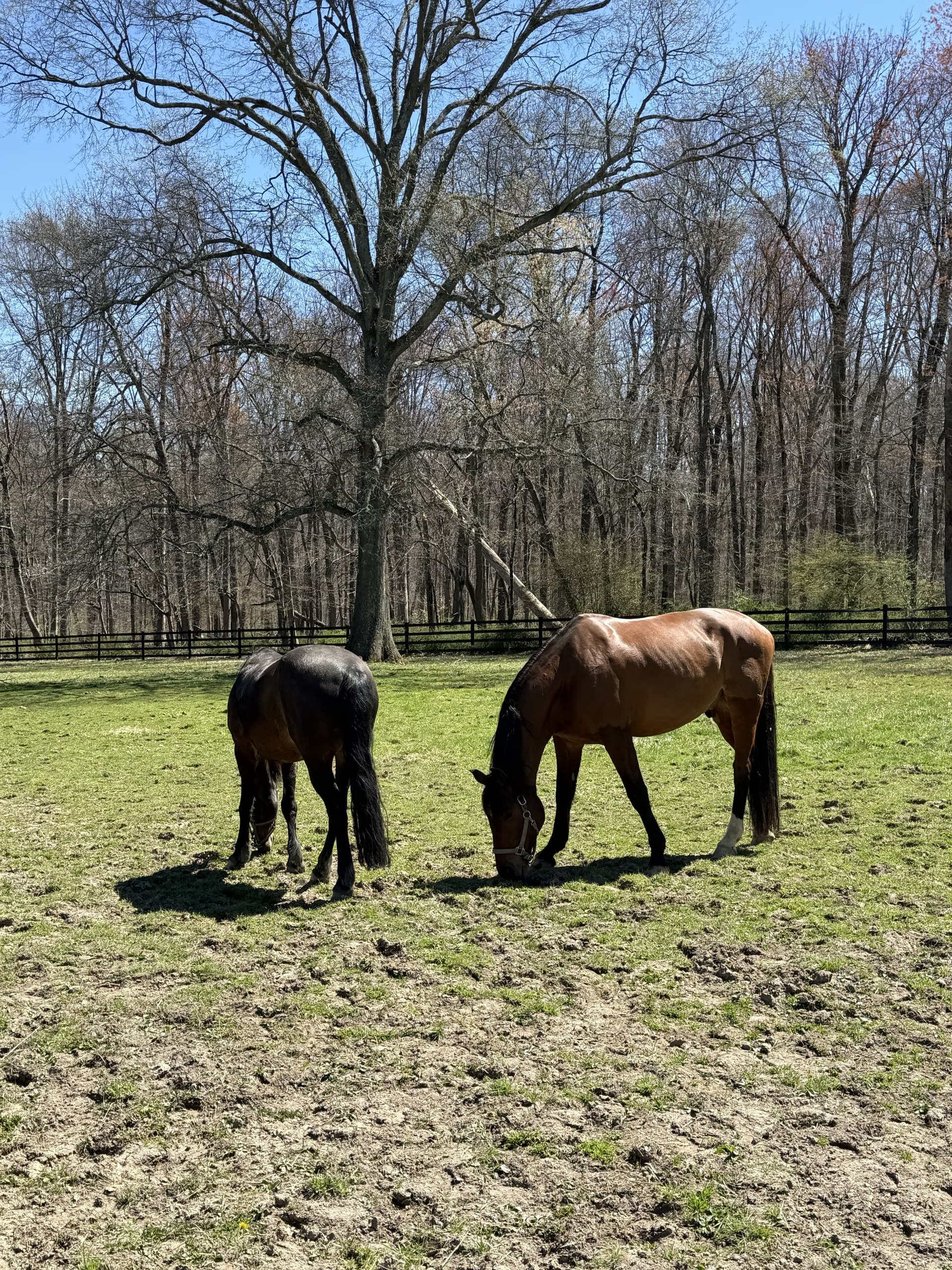 Two horses grazing together in a sunlit pasture