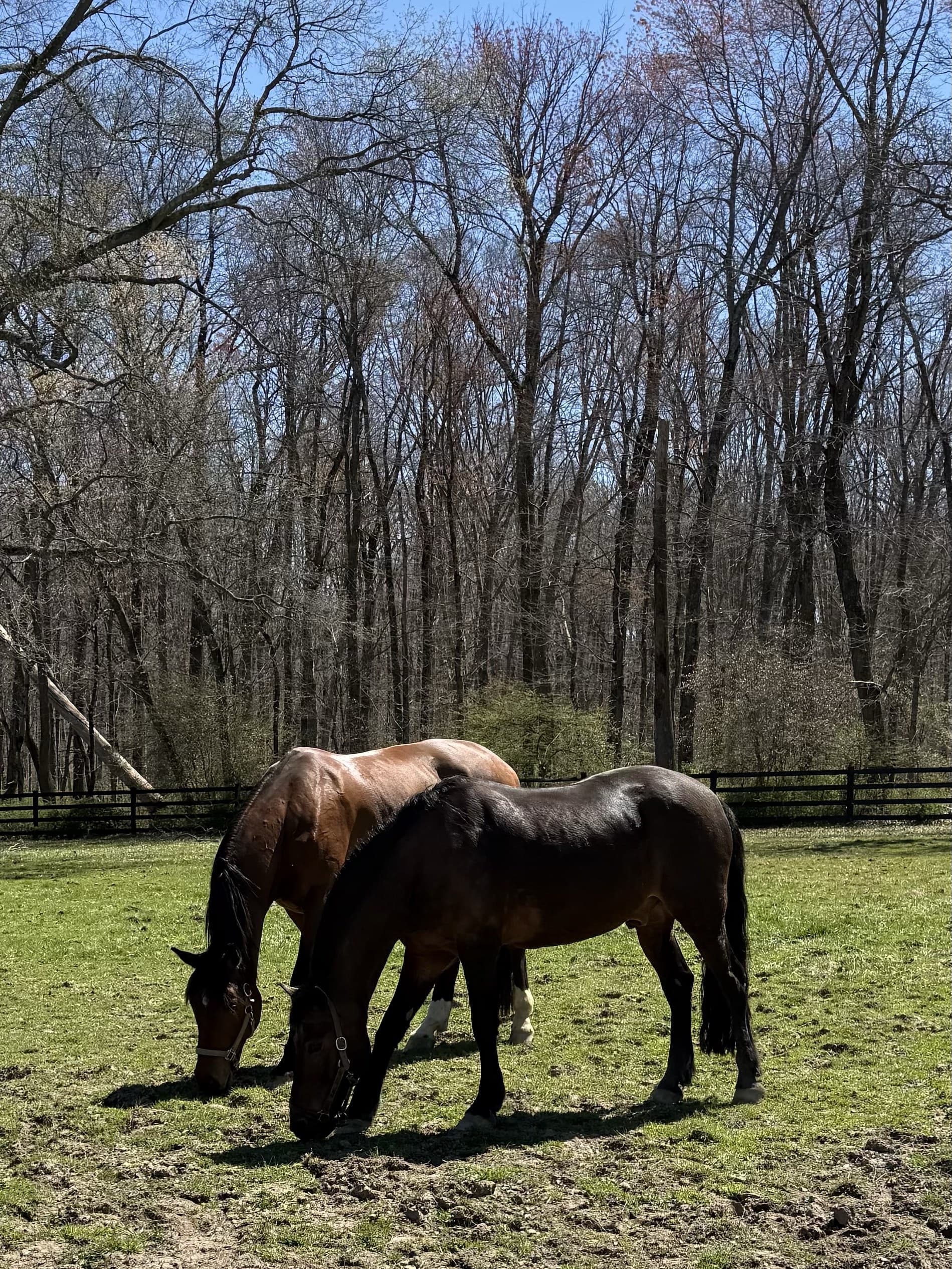 Two horses walking side by side