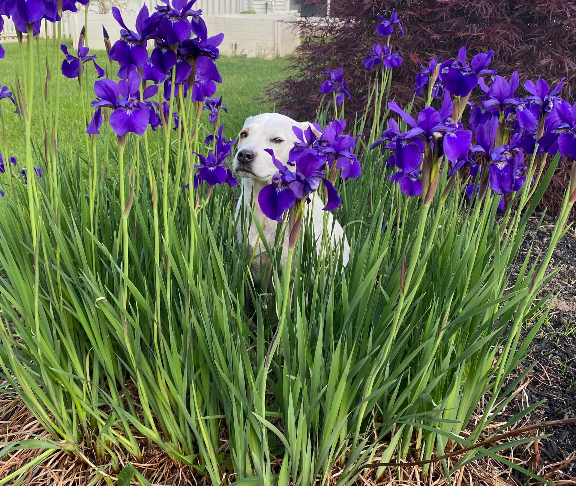 Dr. Klett's dog peering through purple irises